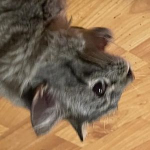 Meet your Posher, Brittney